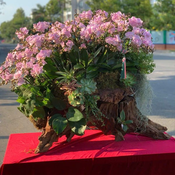 Lũa hoa lan hồ điệp -137